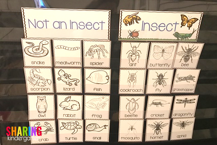 Not an Insect and Insect Sorting with Realistic Images