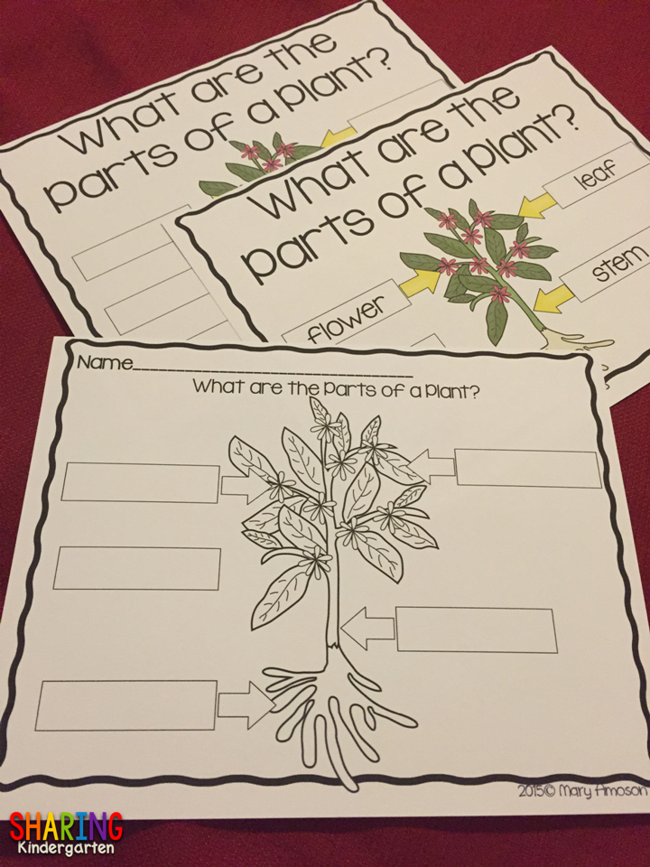 What are the Parts of a Plant?