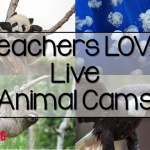 Teachers LOVE Live Animal Cams
