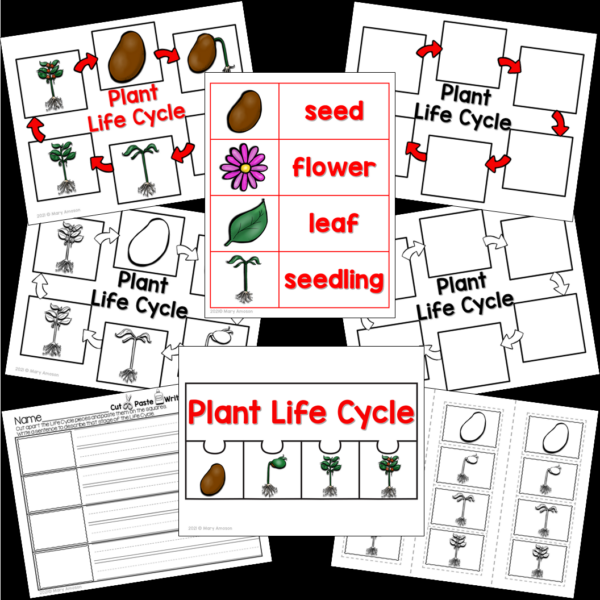 Slide3 7 Plant Lifecycle
