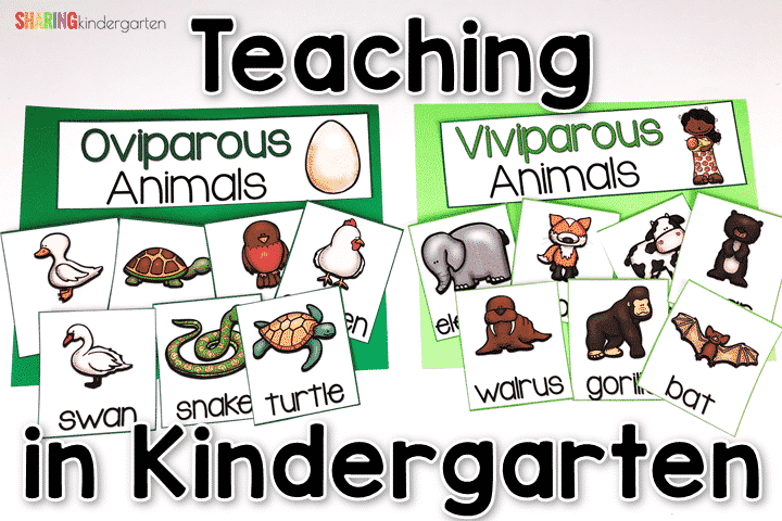 Oviparous Animals in Kindergarten