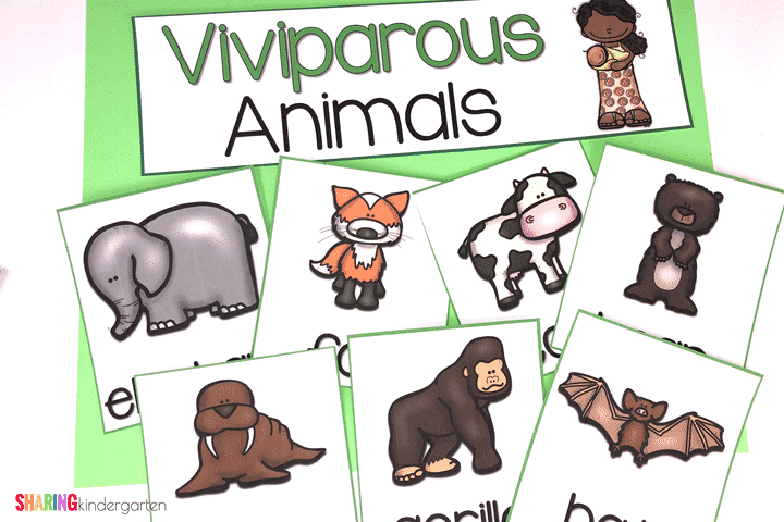 Viviparous Animals in Kindergarten? Yes please!
