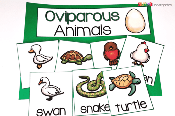 5 Easy Ways to Teach Oviparous Animals in Kindergarten - Sharing ...