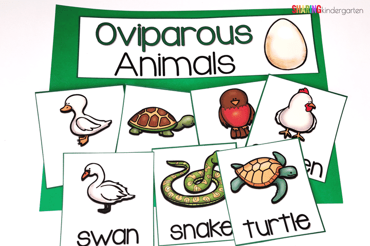 Teaching oviparous animals in Kindergarten is a great theme to cover in the Spring.