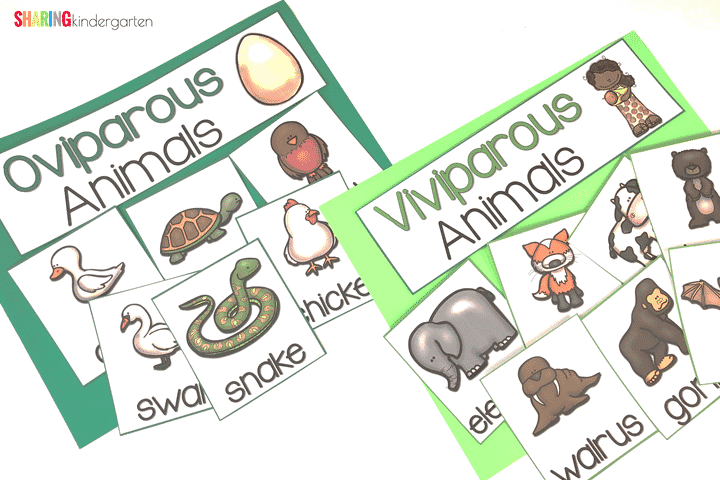 Teaching Oviparous animals in Kindergarten is fun with this set of printables.
