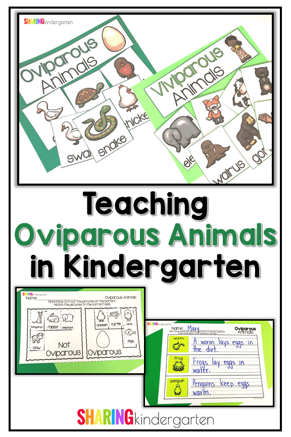 How to teach Oviparous Animals in Kindergarten