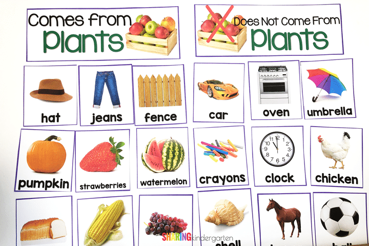 What Comes From Plants?