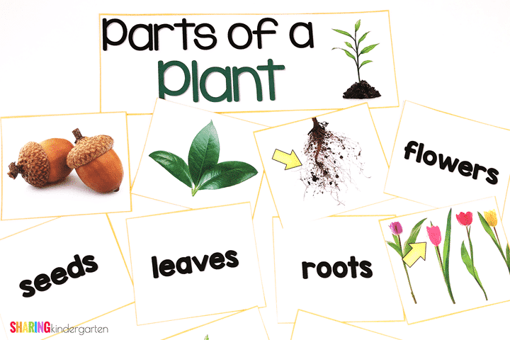 Parts of a Plant matching game