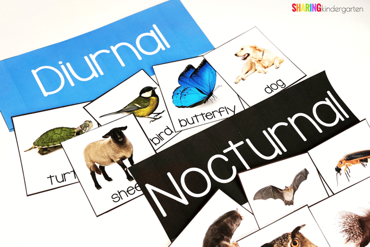 Sorting Nocturnal and Diurnal Animals