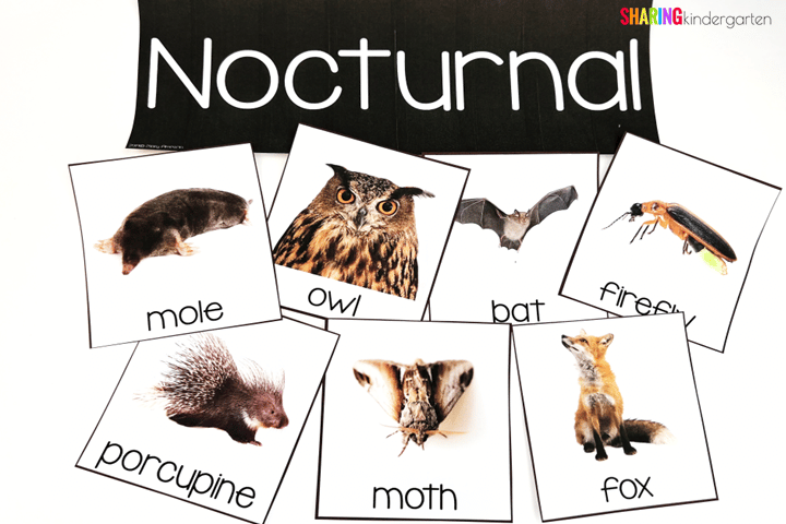 Nocturnal Animal Sorting for Kindergarten