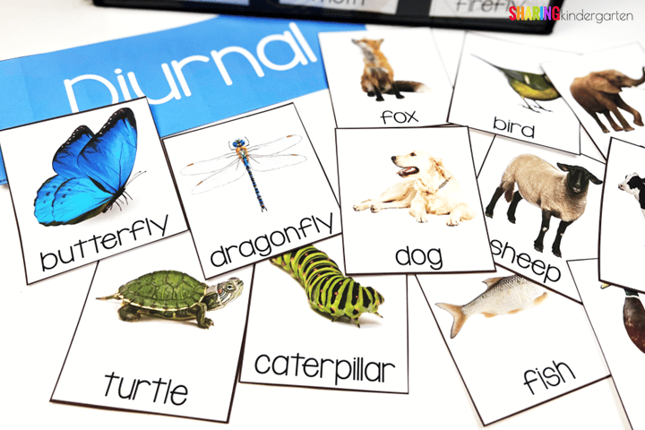 When learning about nocturnal animals, don't forget to include diurnal animals.