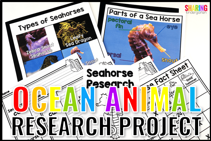 Ocean Animal Research Project