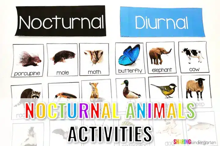 Nocturnal Animals in Kindergarten